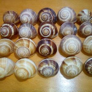 Slimačie ulity - 10 kusov