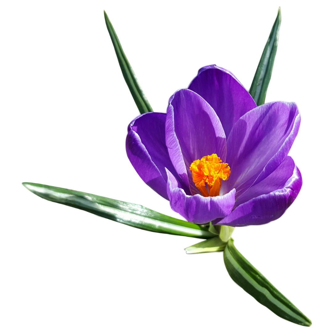 Krokus - Logo